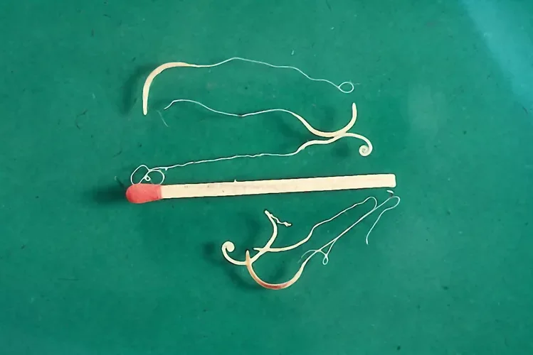 Whipworm (Trichuris trichiura) of a dog in the institute for parasitology of the Ludwig-Maximilians-University Munich