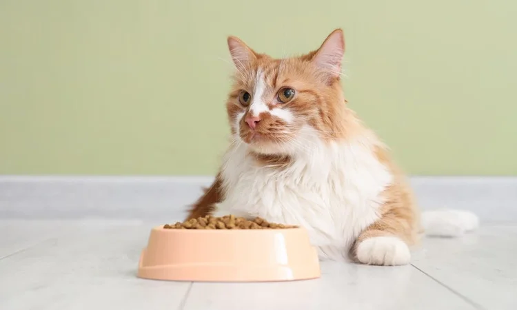 A long-haired ginger and white cat lying down behind a full food bowl, but not eating.