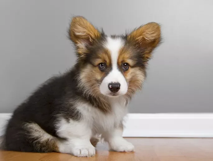 Portrait of fluffy pembroke Corgi