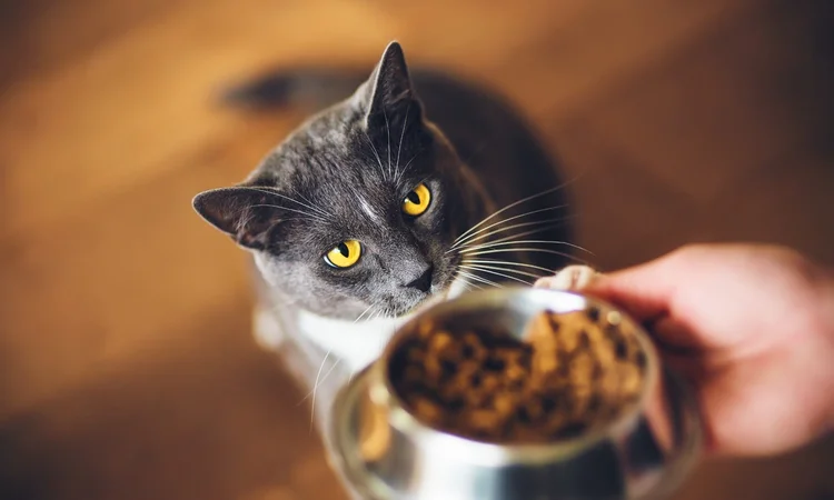 An owner offering their grey and white domestic shorthair cat a bowl full of wet food.