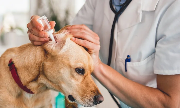 A young labrador with a burgandy collar having their ears cleaned professionally by a vet.