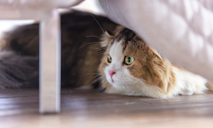 A long-haired white and tortoishell cat hiding under a bed.
