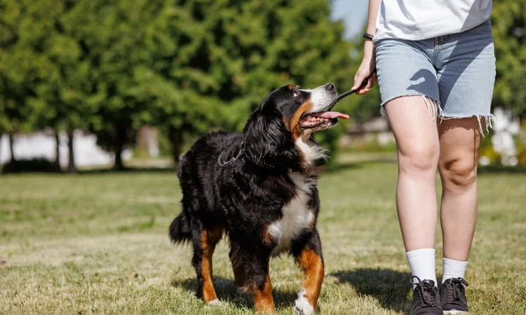 A Bernese Mountain Dog looking lovingly at their owner while on a walk