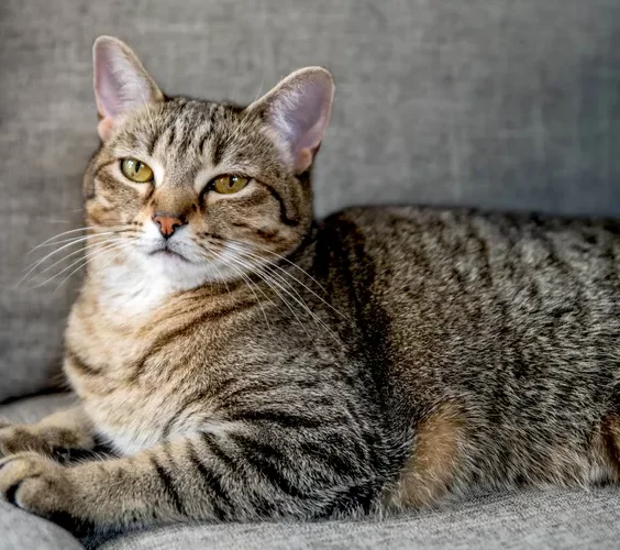 Tabby cat with brown and white fur sitting on gray couch