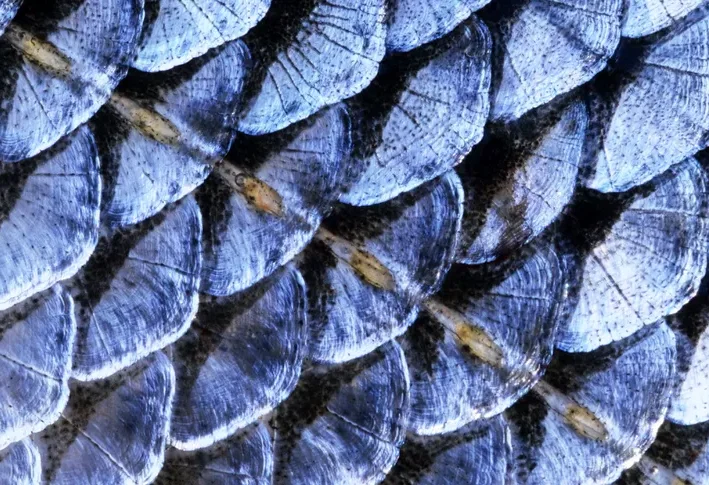 Close up of the lateral line on fish scale