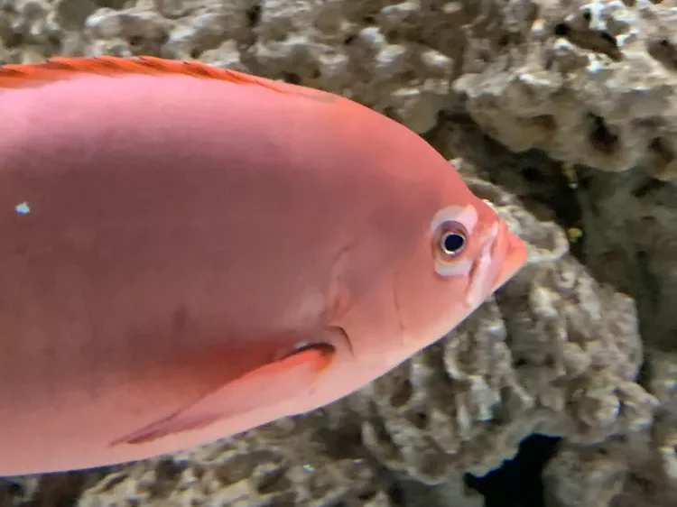 Pacific Creolefish (Paranthias colonus)