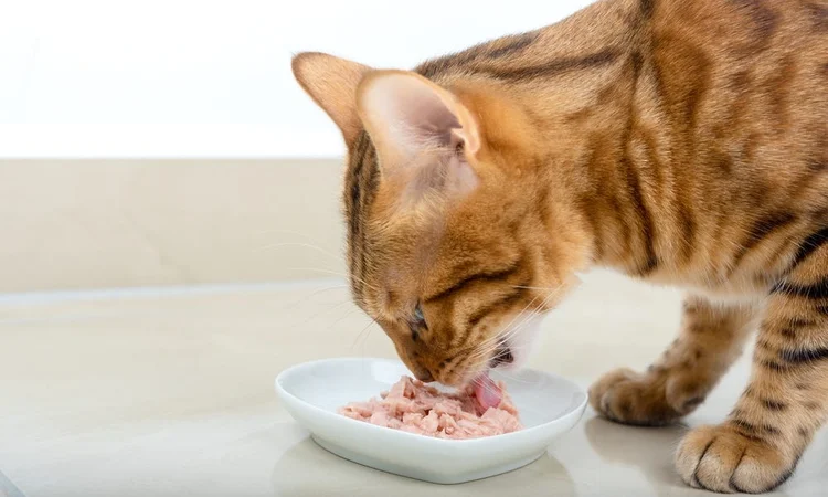 Domestic Bengal cat eating tuna from a heart-shaped cat food bowl