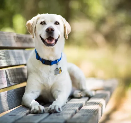 Labrador Retriever Dog Smiling