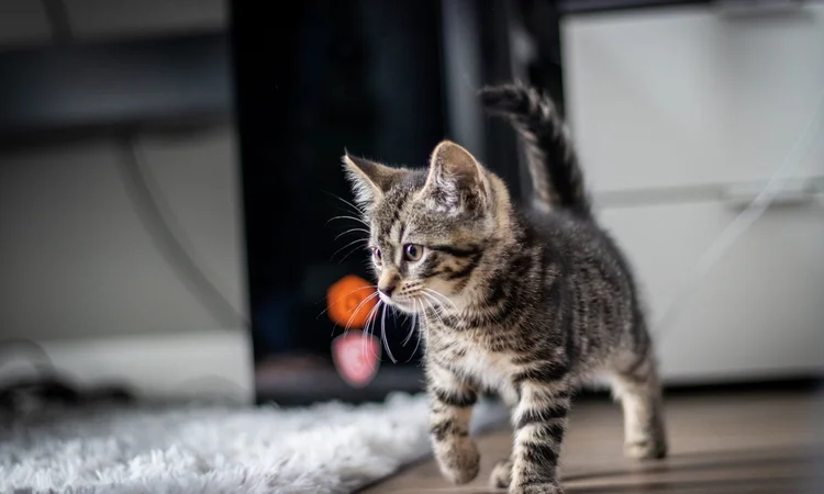 A grey tabby kitten excitedly exploring a living room for the first time.