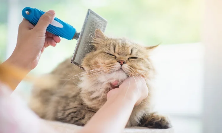 Long-haired cat getting brushed | Deshedding brush for cats