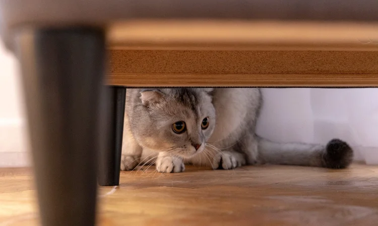 A domestic short-hair cat hiding in a crouched and wary position under the sofa