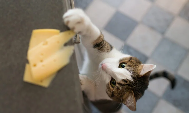 Tabby and white cat trying to steal cheese off a kitchen counter