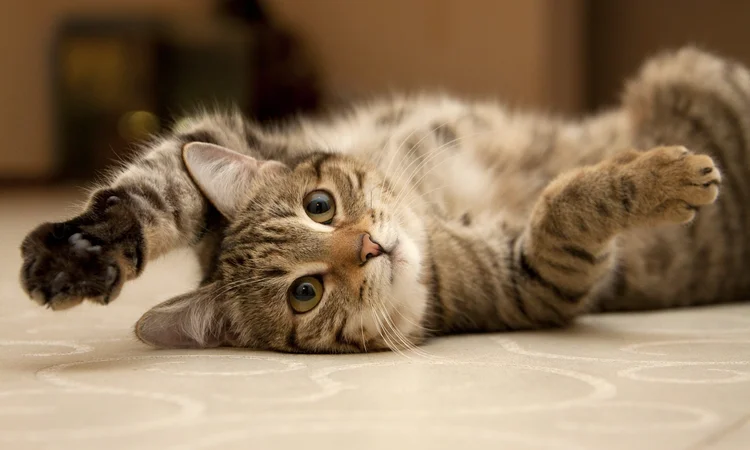 A content tabby cat lying on her back in the kithen ad showing her belly playfully.
