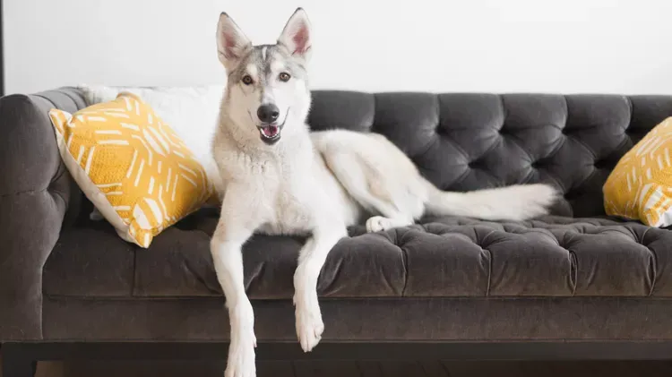 Elbow Dysplasia in Dogs