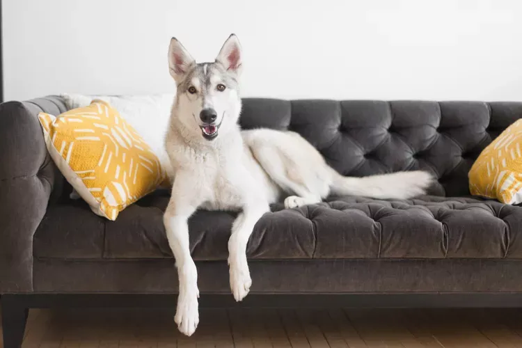 Elbow Dysplasia in Dogs