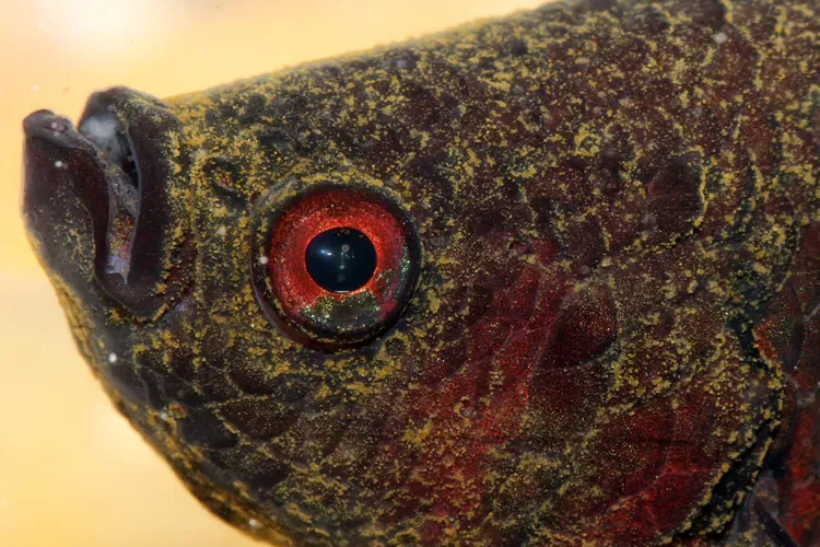 Velvet: Aquarium Fish Disease Identification and Cure