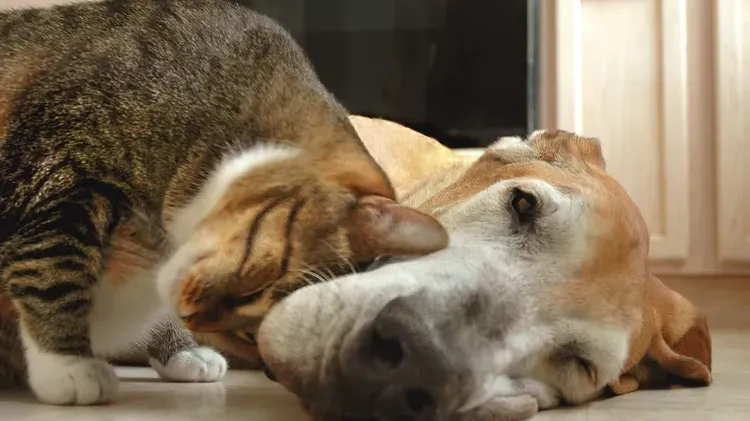 Cat Bunting Behavior: What Does It Mean?