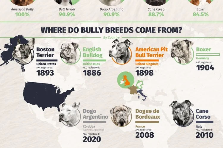 How Bully Breeds Have Become America’s Dog