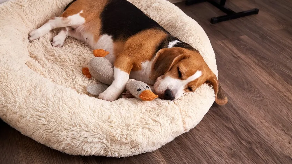 The Complete Dog Bed Buyer's Guide