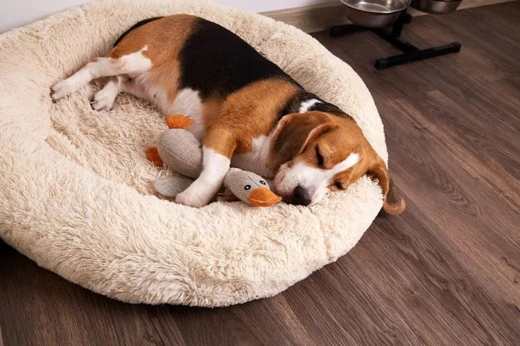 The Complete Dog Bed Buyer's Guide