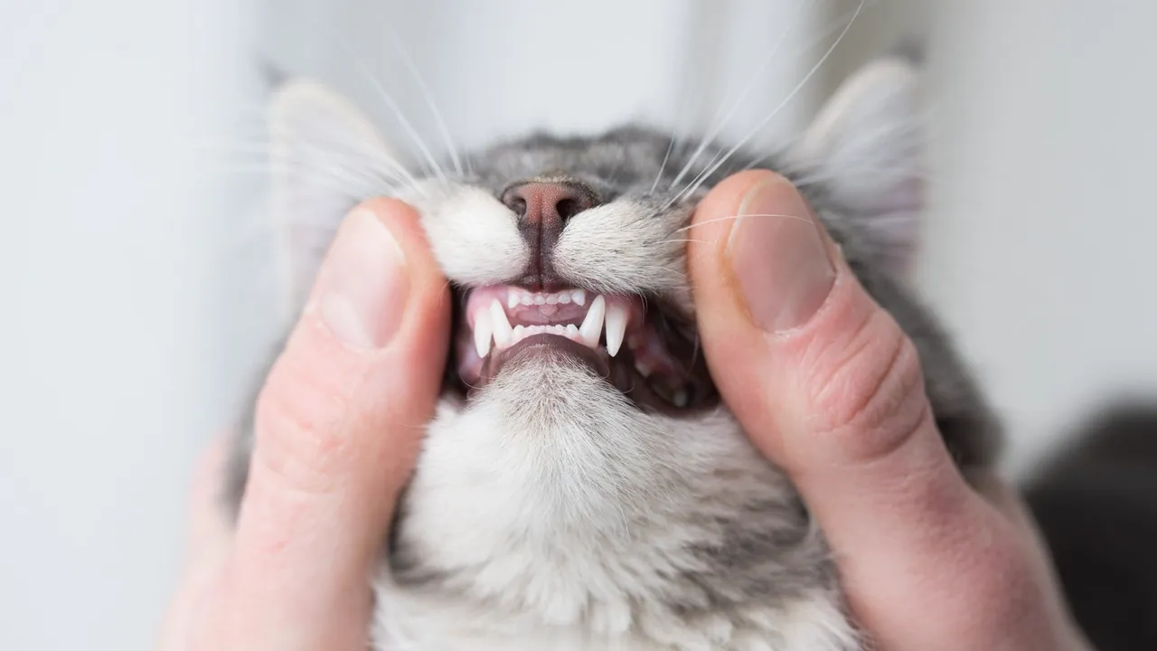 How to Care For Your Cat’s Teeth