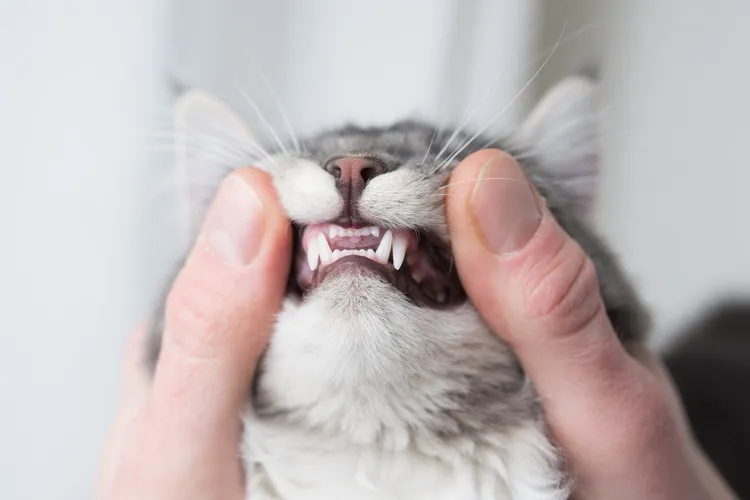 How to Care For Your Cat’s Teeth