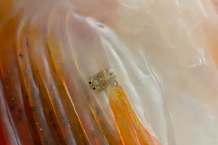 Lice in Freshwater Fish