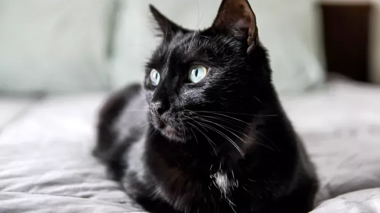 How to Tell How Old a Cat Is: Decoding Your Feline's Age