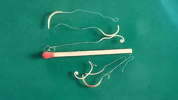 Whipworms in Dogs