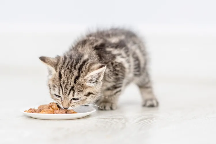 Can Kittens Eat Adult Cat Food?