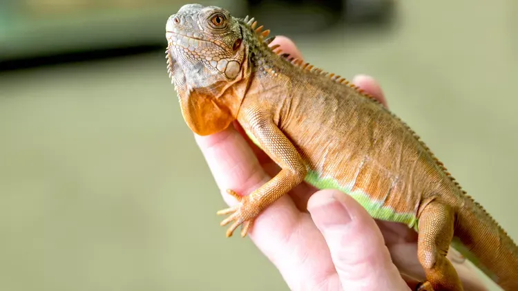 Exotic Pets You Can Own Without a License: State-by-State Laws
