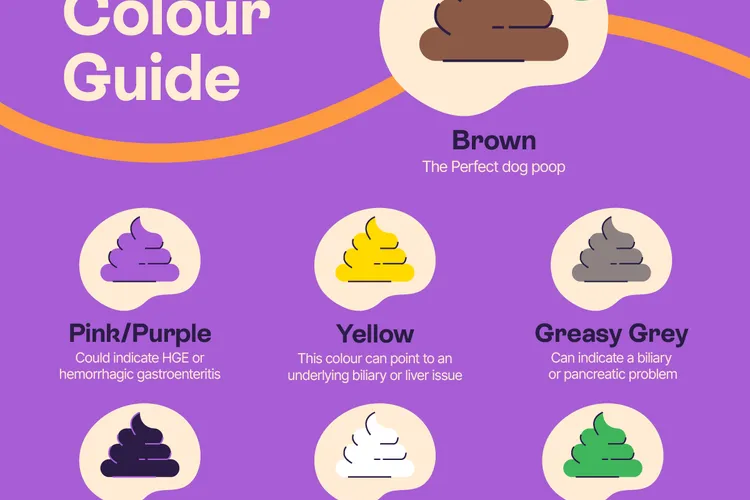Dog Poo Colour Guide
