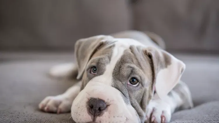 Hookworms in Puppies