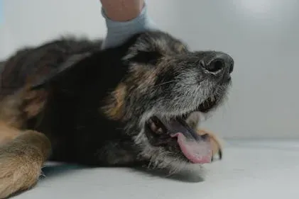 Giardiasis in Puppies