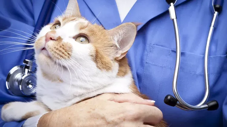 Kidney Disease in Cats: Causes, Symptoms, and Treatment