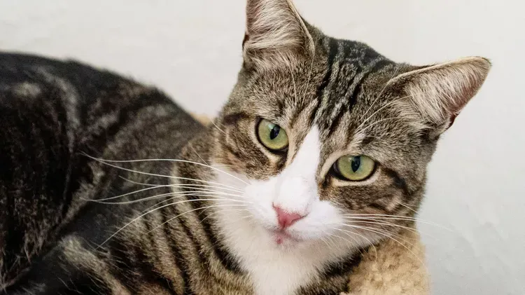 What Your Cat Is Saying With Its Eyes