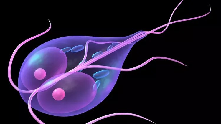 Giardia in Dogs