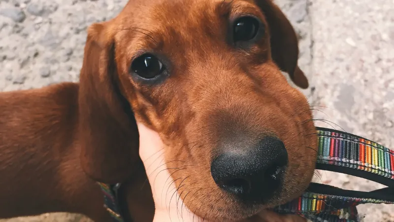 What to Do if Your Dog is Stung by a Bee