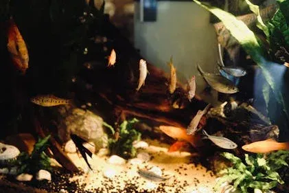 How to Identify and Control Tiny Worms in Your Fish Tank