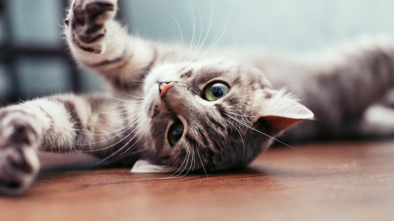 What is FIV in Cats?