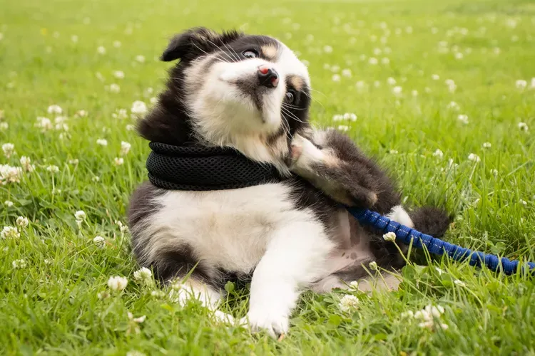 What to Do if Your Puppy Is Scratching and Itching