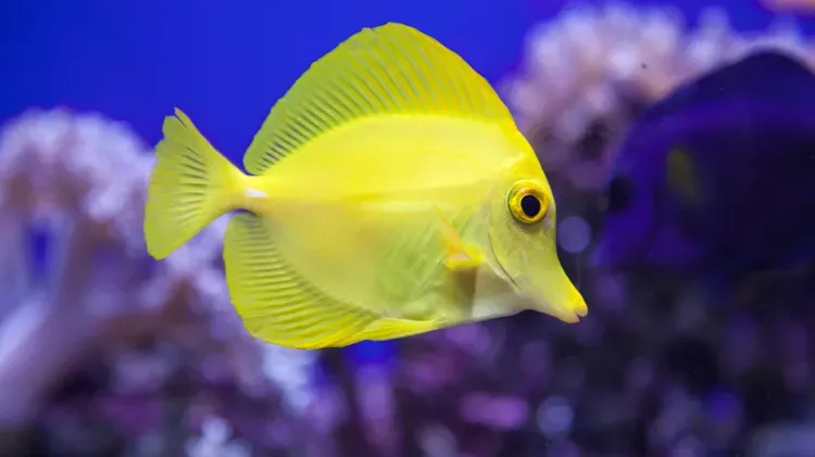 Black Spot or Tang Disease in Fish