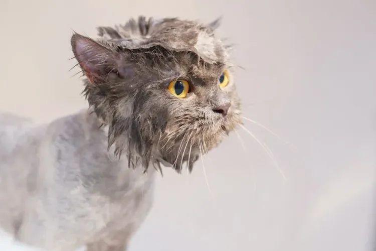 Should You Ever Bathe a Cat?