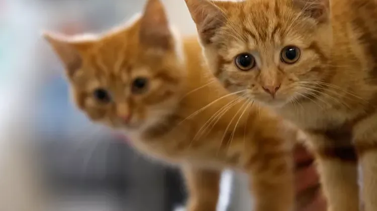Roundworms in Cats