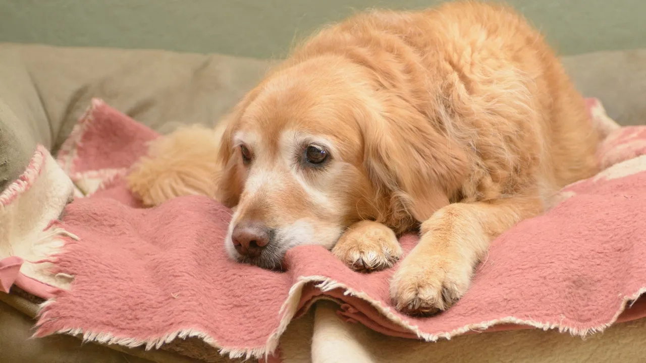 Understanding Arthritis in Dogs