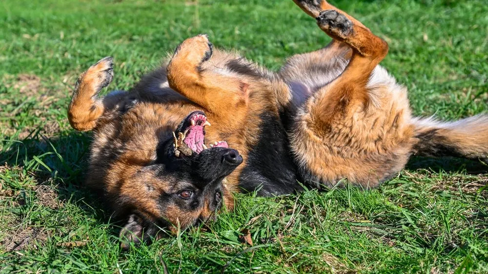 Giardia in Dogs: Causes, Symptoms & Treatment