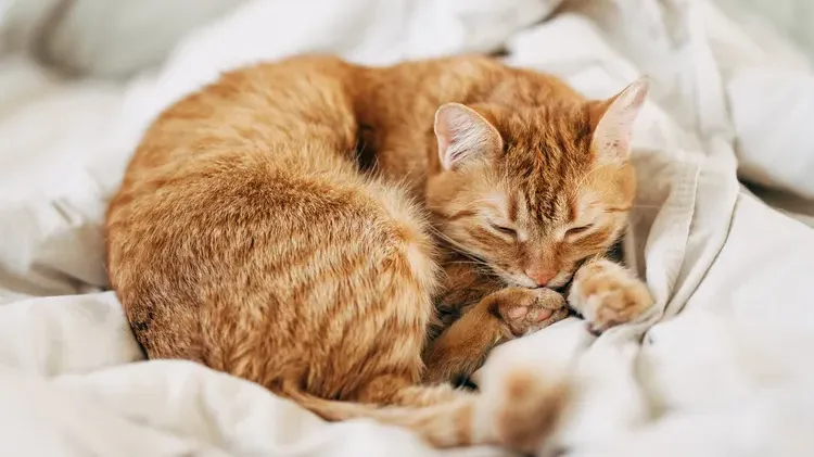 Heartworms in Cats: Rare, Deadly, and Easier to Prevent Than You Think