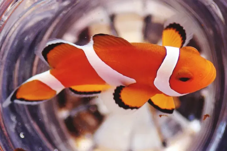 How to Treat Diseased Marine Fish With Formalin