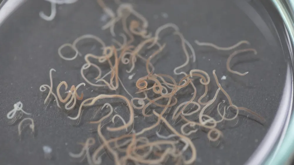 How to Treat Roundworms in Dogs & Cats