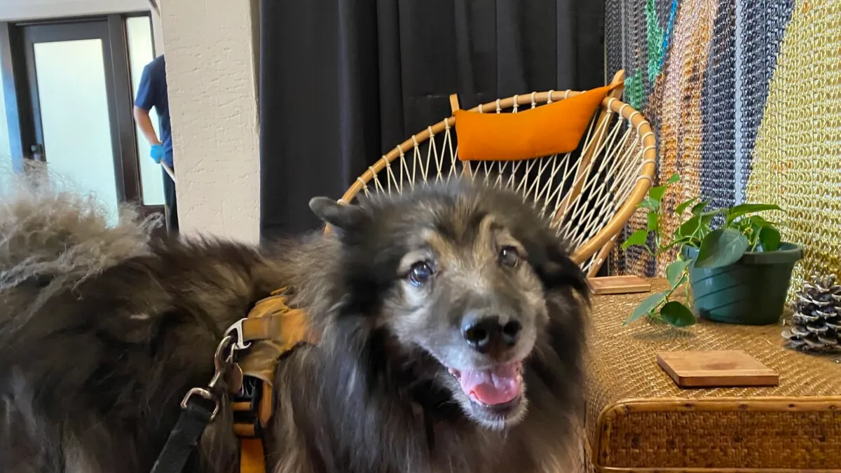 How to Save Money on Your Pet's Food